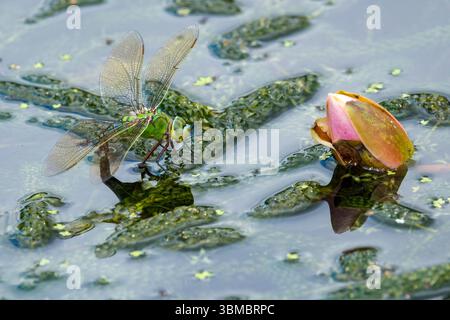 Femelle Empereur libellule, Anax imperator, (forme bleue) pondant des œufs sur l'herbe de l'étang Banque D'Images
