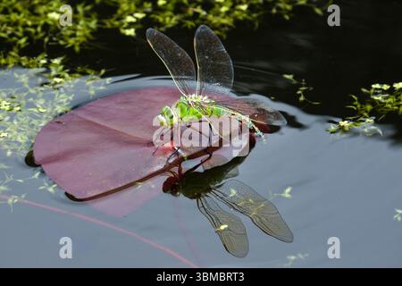 Femelle Empereur libellule, Anax imperator, (forme bleue) pondant des œufs sur feuille de nénuphar Banque D'Images