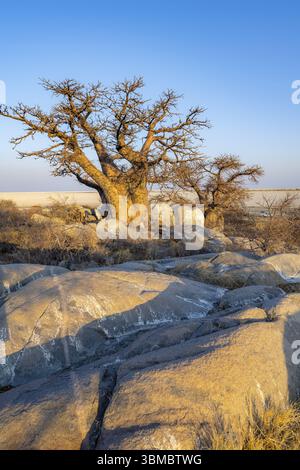 Baobab africain (Adansonia digitata), babobab avec vue sur la marmite salée à la lumière du soir, île de Kubu (Lekubu), Sowa Pan, marmite salée de Makgadikgadi Banque D'Images