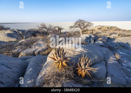 Baobab africain ou baobab (Adansonia digitata), entre des rochers ronds avec vue sur la marmite salée à la lumière du soir, île de Kubu (Lekubu), Sowa P Banque D'Images