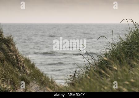 Vue à travers les dunes herbeuses à la mer calme, près de Hvide Sande, mer du Nord, Danemark, Europe Banque D'Images