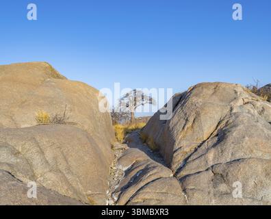 Roches rondes et baobab africain (Adansonia digitata), à la lumière du soir, île de Kubu (Lekubu), Sowa Pan, marais salants de Makgadikgadi, Botswana, Afrique Banque D'Images