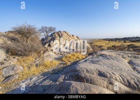 Rochers ronds et arbres sur l'île de Kubu avec une vue sur la marmite salée dans la lumière du soir, île de Kubu (Lekubu), Sowa Pan, marmite salée Makgadikgadi, Botsw Banque D'Images