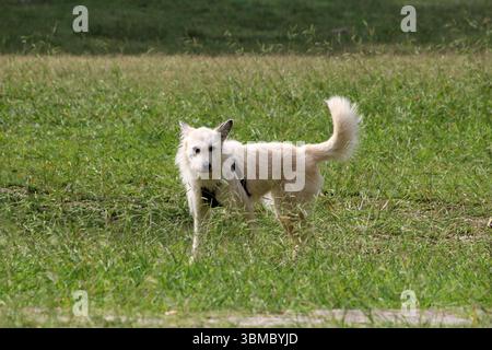 Chien blanc écorché de taille moyenne aux oreilles droites et à la queue touffue, qui se tient alerte dans une grande herbe verte, portant un harnais et regardant vers la caméra Banque D'Images