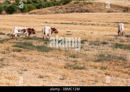 Trois vaches paissent paisiblement dans un champ doré au soleil de midi dans un cadre rural. Banque D'Images