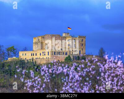 Château de Hambach avec drapeau national allemand agitant, drapeau allemand, fleurs d'amandiers au premier plan, Umbach, Neustadt an der Weinstrasse, Rhénanie-Palati Banque D'Images