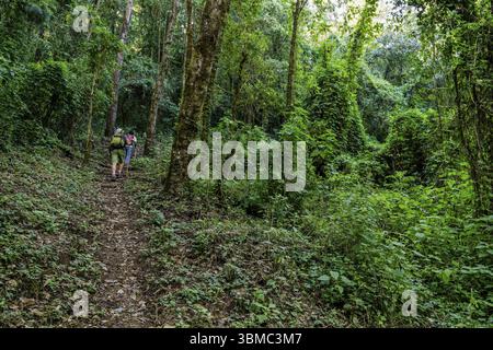 Forêt de nuages sur les pentes du volcan Toliman, lac Atitlan, Guatemala, Amérique centrale Banque D'Images