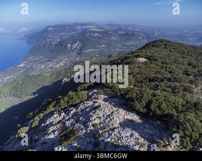 Forêt de chênes indigène de la chaîne de montagnes Tramuntana, forêt Planicia, frontière entre les municipalités de Banyalbufar, Esporles et Puigpunyent. Centre commercial Banque D'Images
