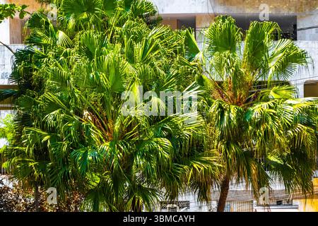 Palmiers tropicaux palmiers avec fond bleu ciel nuageux dans l'État de Rio de Janeiro de Rio de Janeiro Brésil. Banque D'Images