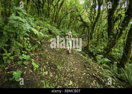 Randonneurs, forêt de nuages sur les pentes du volcan Toliman, lac Atitlan, Guatemala, Amérique centrale Banque D'Images