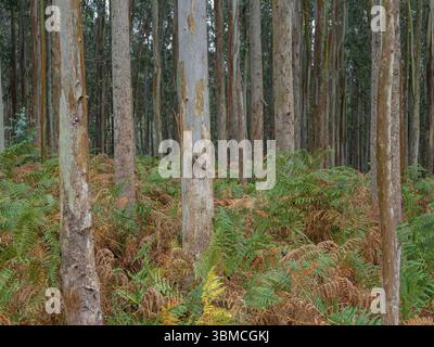 Plantacion de Eucalyptus, Xove, Galice, Espagne, Europe Banque D'Images