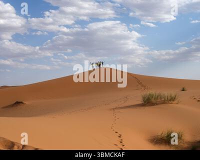 Maroc, Merzouga, 04 juillet 2025. Un groupe de randonneurs célébrant au sommet d'une dune de sable dans le désert de l'Erg Chebbi, laissant des empreintes de pas sur le Sah doré Banque D'Images