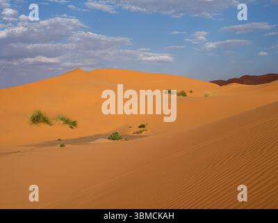 Maroc, Merzouga, 04 juillet 2025. Vue panoramique sur les dunes de sable intactes dans l'Erg Chebbi, avec une végétation désertique sous un ciel nuageux dans le désert du Sahara. Banque D'Images