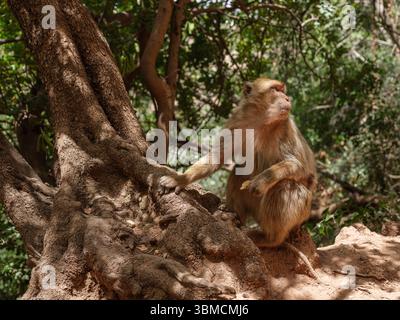 Un macaque barbarie repose à l'ombre près des chutes d'Ouzoud, un spectacle commun dans cet habitat naturel du moyen Atlas. Banque D'Images
