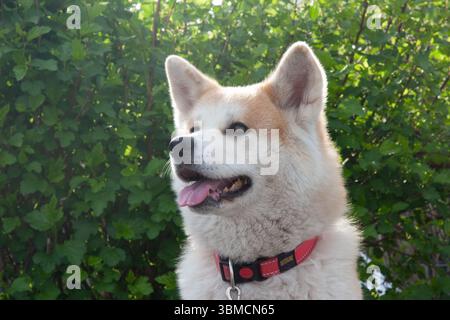 Portrait horizontal de chien de race japonaise akita inu avec un long manteau moelleux blanc et rouge assis à l'extérieur sur l'herbe verte le jour ensoleillé d'été. Le su Banque D'Images