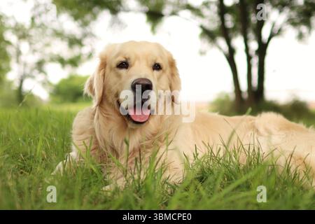 Golden Retriever est couché dans l'herbe dans le parc. Il est heureux. Banque D'Images
