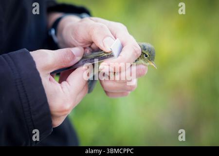 18/06/25 chiffchaff juvénile. Dans la douce lumière d'un début de matinée de milieu d'été, les sonneries d'oiseaux commencent sur un ancien site d'extraction de charbon au cœur du Banque D'Images