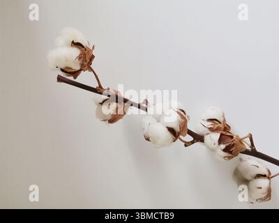 Branche de coton isolée sur fond blanc Banque D'Images