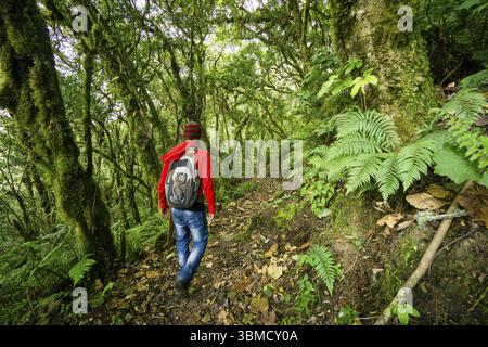 Forêt de nuages sur les pentes du volcan Toliman, lac Atitlan, Guatemala, Amérique centrale Banque D'Images