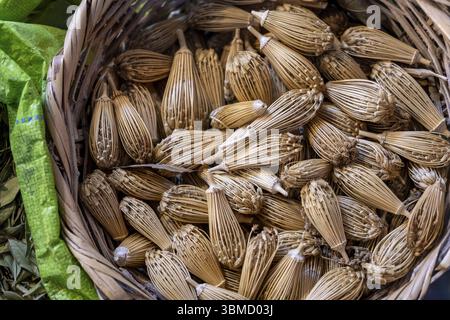 Bâtonnets d'anis pour l'hygiène bucco-dentaire, marché souk, Tanger, Maroc, Afrique du Nord, Afrique Banque D'Images