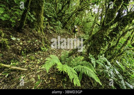 Randonneurs, forêt de nuages sur les pentes du volcan Toliman, lac Atitlan, Guatemala, Amérique centrale Banque D'Images
