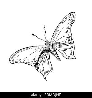 Illustration botanique de vecteur de contour noir et blanc dessinée à la main par papillon. Papillon avec des ailes comme Swallowtail, Morpho, Painted Lady et Glasswing Illustration de Vecteur