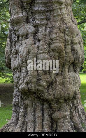 Tronc d'arbre dans un pré à Luisenpark, parc de l'exposition horticole fédérale, Buga, Mannheim, Bade-Wuerttemberg, Allemagne, Europe Banque D'Images