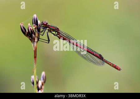 Grande Libellule Pyrrhosoma nymphula (rouge) Banque D'Images