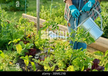 Jardinier avec arrosoir arrosant les jeunes plants de tomates Banque D'Images