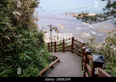 Samcheok City, Corée du Sud - 31 mai 2025 : un escalier sinueux descend à travers le bambou dense vers la côte rocheuse de la mer orientale à la base de Deokbong Banque D'Images