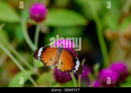 Gros plan d'un papillon monarque (Danaus chrysippus) délicatement perché sur une fleur d'amarante rose éclatante dans un jardin animé. Le s Banque D'Images