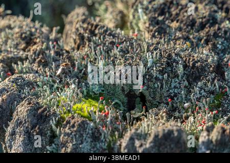 Gros plan montrant de la mousse et du lichen sur un tronc d'arbre Banque D'Images