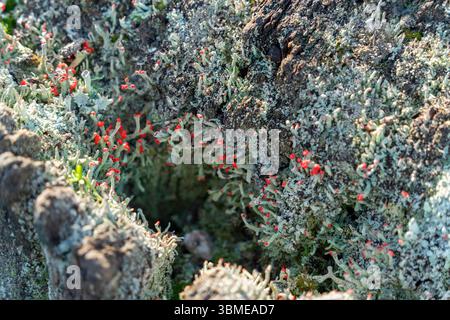 Gros plan montrant diverses mousses et lichen sur un tronc d'arbre Banque D'Images
