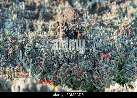 Gros plan montrant diverses mousses et lichen sur un tronc d'arbre Banque D'Images
