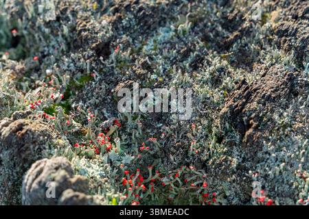 Gros plan montrant diverses mousses et lichen sur un tronc d'arbre Banque D'Images