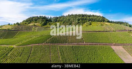 Vallée de la Moselle, vue aérienne, Riesling viticulture sur la vigne, paysage viticole et agriculture en Allemagne Banque D'Images