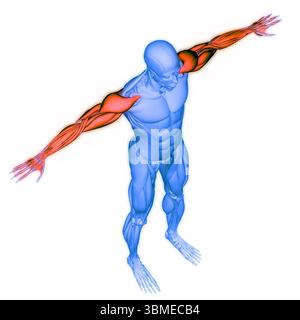 Anatomie des muscles de la main du système musculaire humain Banque D'Images