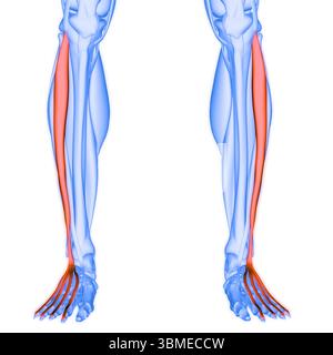 Système musculaire humain muscles de jambe extensor digitorum Longus muscles anatomie Banque D'Images