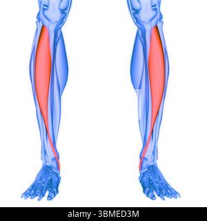 Système musculaire humain muscles de jambe tibialis Anterior muscles anatomie Banque D'Images