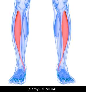 Système musculaire humain muscles de jambe tibialis Anterior muscles anatomie Banque D'Images