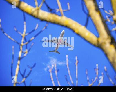 Un Boeing 777-F1H d'Emirates Airline approchant l'aéroport de Francfort au-dessus des arbres, Offenbach am main, Hesse, Allemagne, Europe Banque D'Images