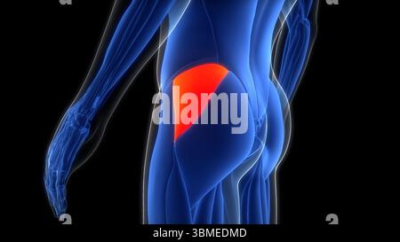 Système musculaire humain muscles des jambes glutame Medius muscle Anatomie Banque D'Images