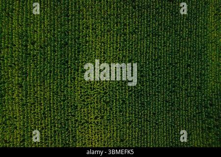 Vue aérienne de haut en bas d'un champ de maïs vert dense avec des rangées parfaites et des couleurs estivales vibrantes. Banque D'Images