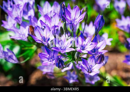 Un groupe vibrant de petites fleurs violettes en forme d'étoile sont en pleine floraison, mettant en valeur leurs pétales délicats et étamines lumineuses dans un cadre naturel. Banque D'Images
