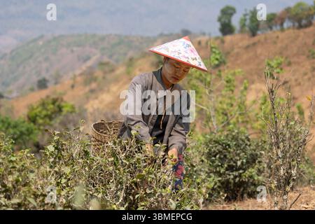 Myanmar (Birmanie), Etat Shan, près de Peinne PIN vers Kalaw, récolte de feuilles de thé Banque D'Images