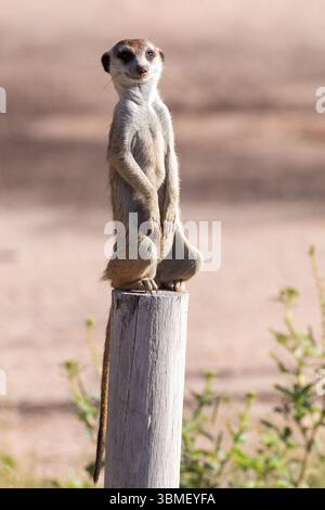 Sentinelle suricata (Suricata suricatta) assise sur un poteau à l'observation des prédateurs, camp de Mata Mata, Kgalagadi Transfrontier Park, Kalahari, Afrique du Sud Banque D'Images