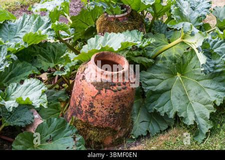 Cloche en terre cuite forçant des pots dans un lit de rhubarbe. Utilisé pour forcer les plantes de rhubarbe. Banque D'Images