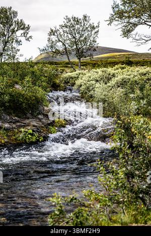 Un ruisseau de montagne limpide coule sur les rochers et coule au milieu d'un vert luxuriant, mettant en valeur la beauté de la toundra suédoise et de la forêt boréale Banque D'Images