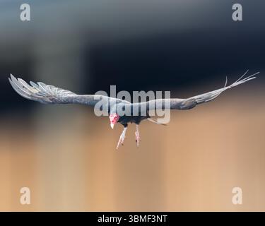Un Vulture de dinde en vol avec des ailes horizontales Banque D'Images