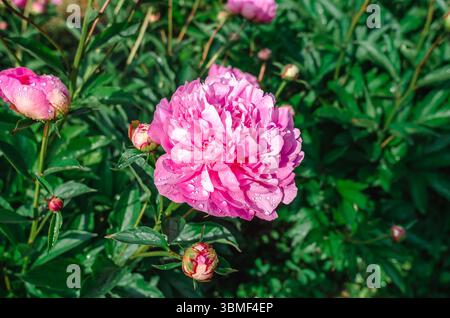 Fleur de pivoine rose avec de délicats pétales luxuriants et plusieurs bourgeons, humide de la pluie, sur un buisson avec des feuilles vertes recouvertes de gouttes de pluie Banque D'Images